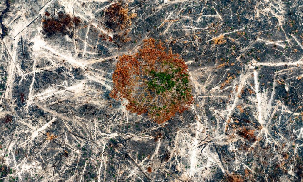 The Amazon Rainforest WWF