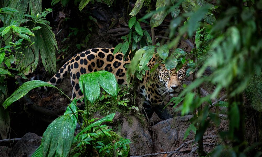 Jaguar (Panthera onca) looking through forest leaves, Yasuni National Park, Ecuador. Amazon Rainforest.