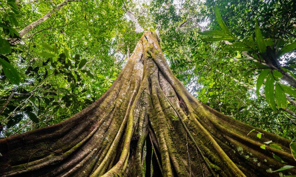 Ground up to canopy view of tree in forested area of Senor Zapata's farm, municipality of Calamar, Guaviare Department, Colombia.