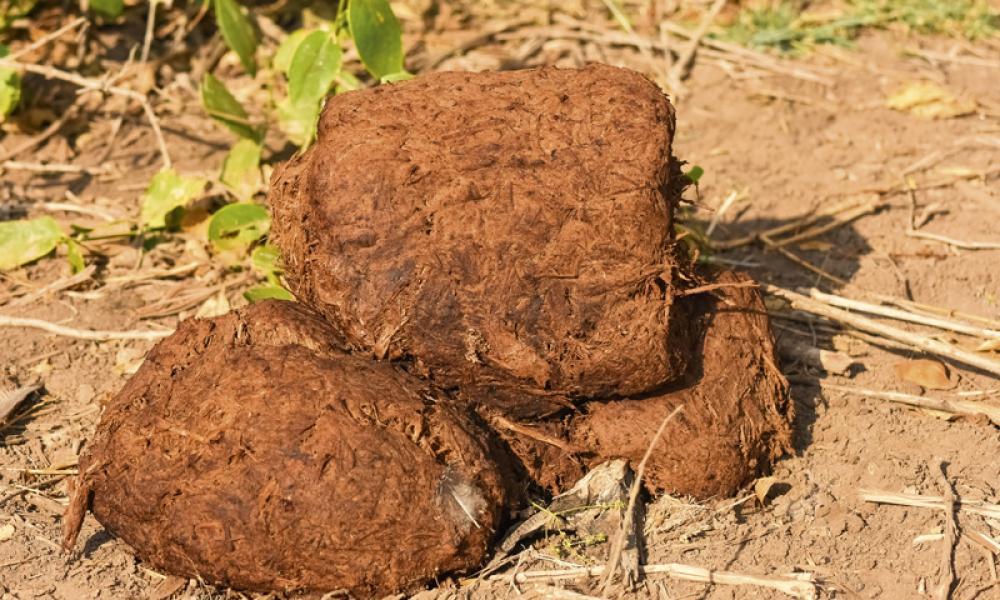 elephant poo