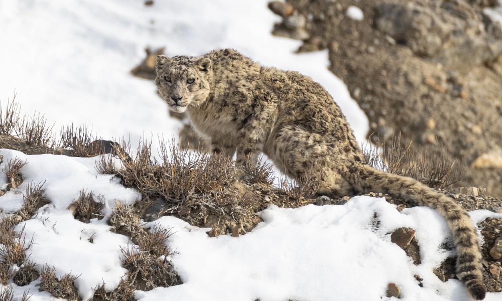 snow leopard snow leopard