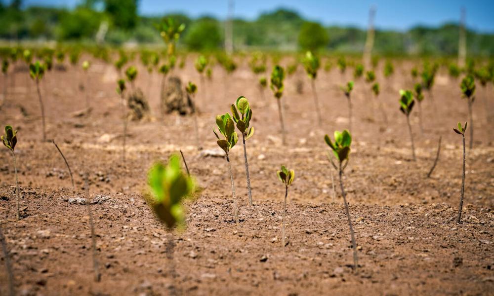 Planting mangrove in Madagascar