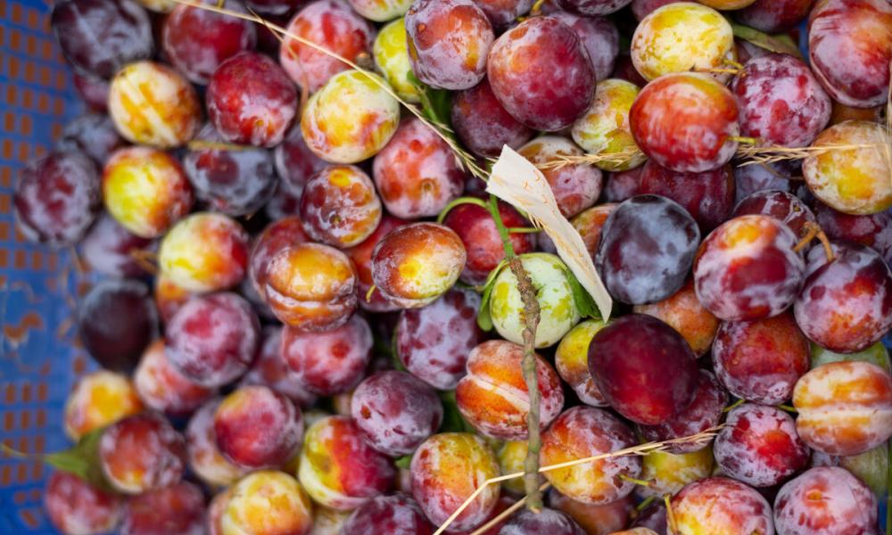 Large box of loose plums 