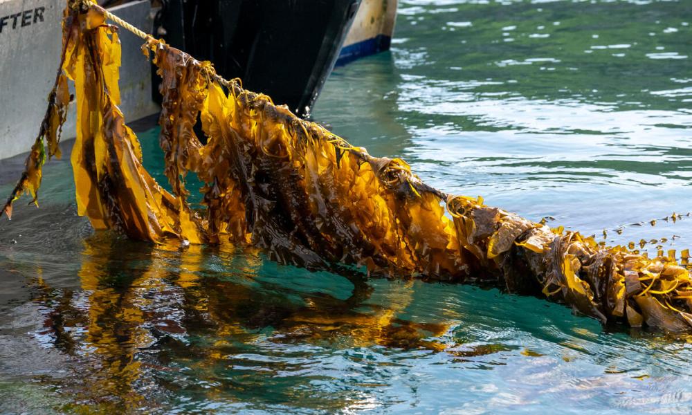 Seaweed is pulled from the water at Câr-Y-Môr seaweed farm in St Davids, Pembrokeshire, Wales.