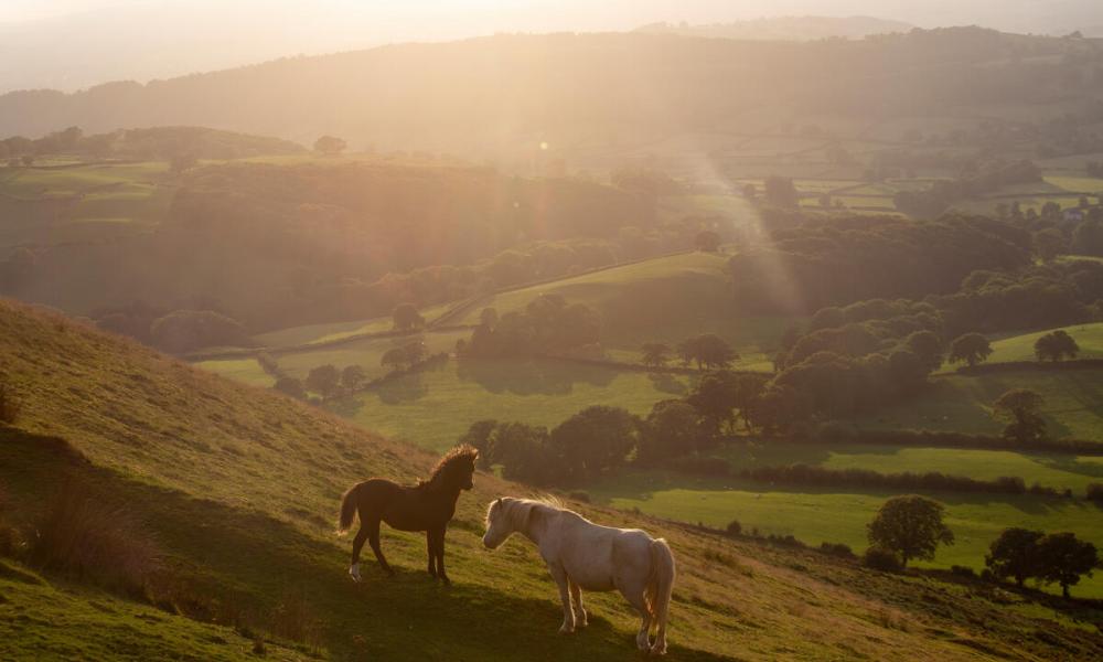 two horses in a field at sunset