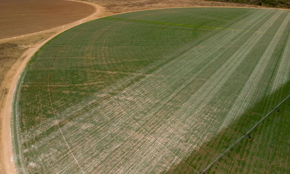 Image of soy crop - large-scale soy cultivation in Cerrado, Brazil