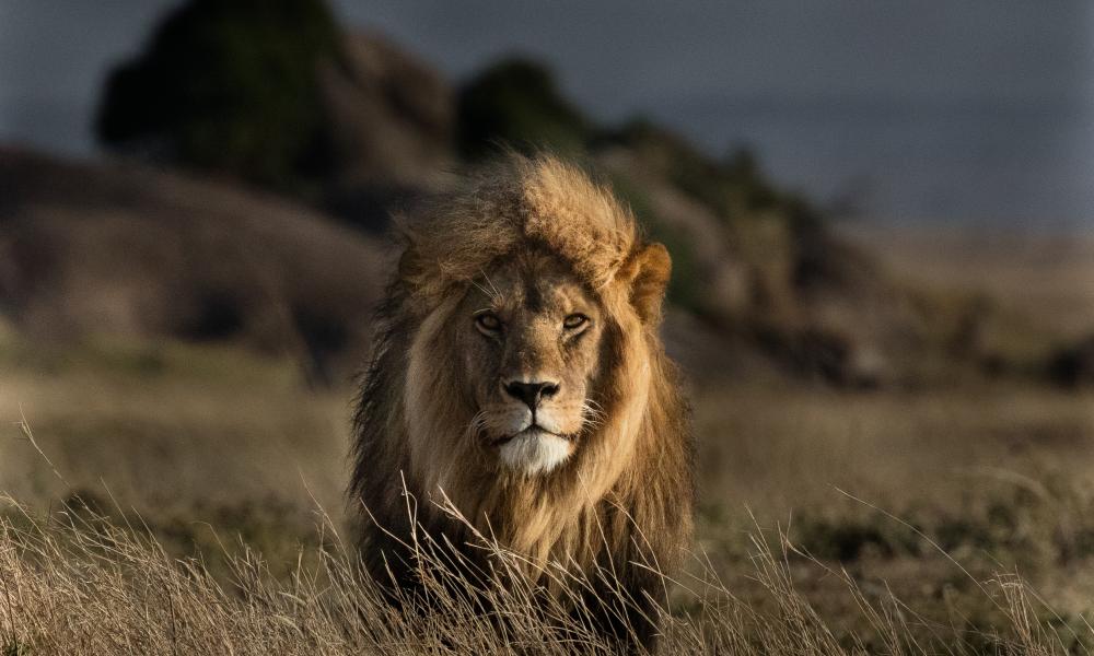 Mkomazi Lion 