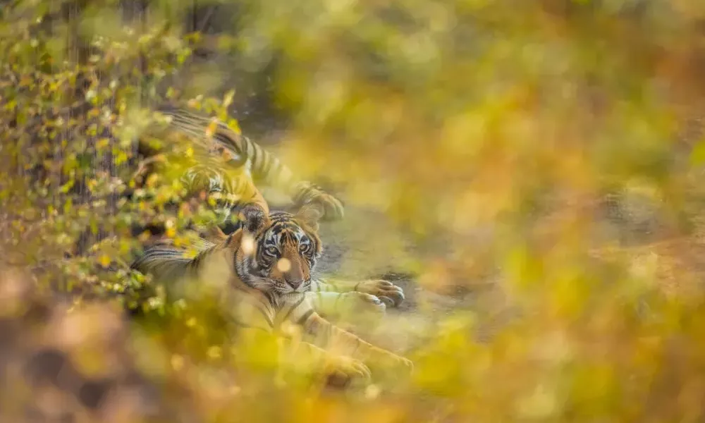 Tigers