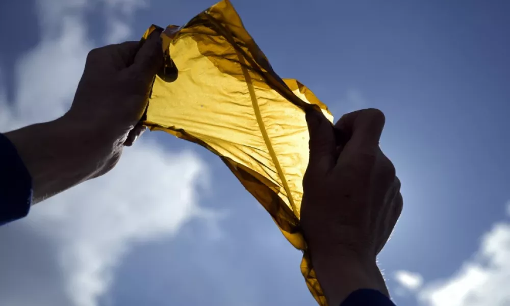 Person holding seaweed to the sky