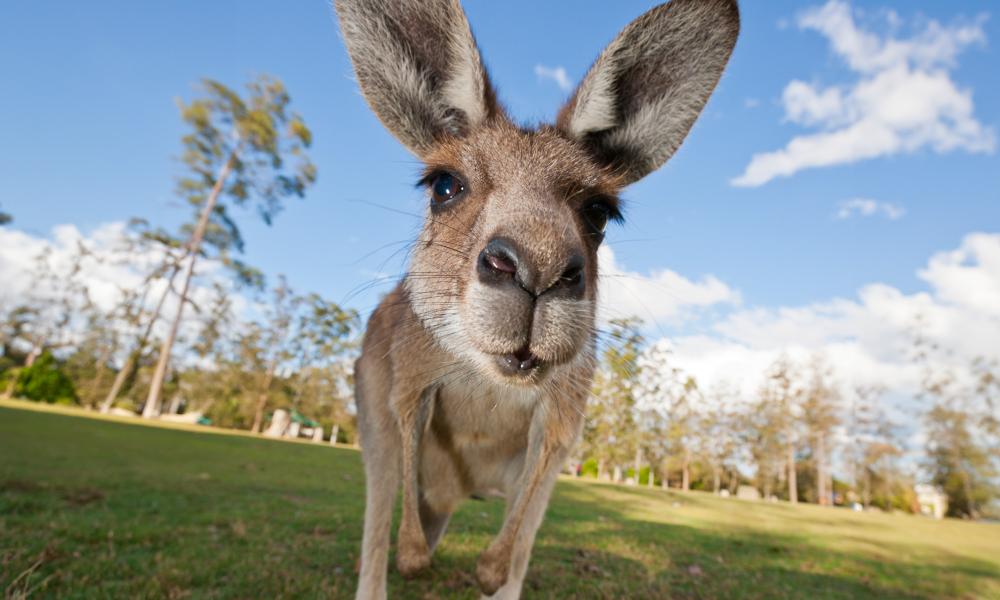kangaroo
