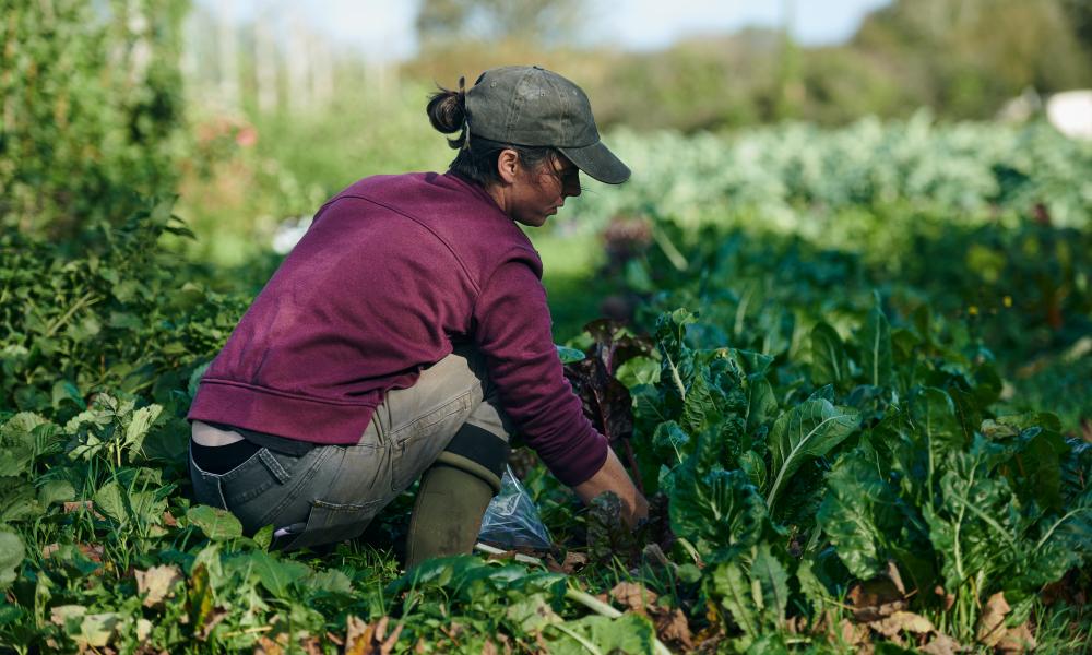 A worker from Tyddyn Teg farm crouched down harvesting vegetables from the field.