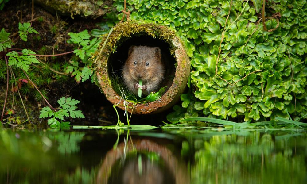 Water vole (Arvicola amphibius) eating aquatic vegetation, Kent, UK