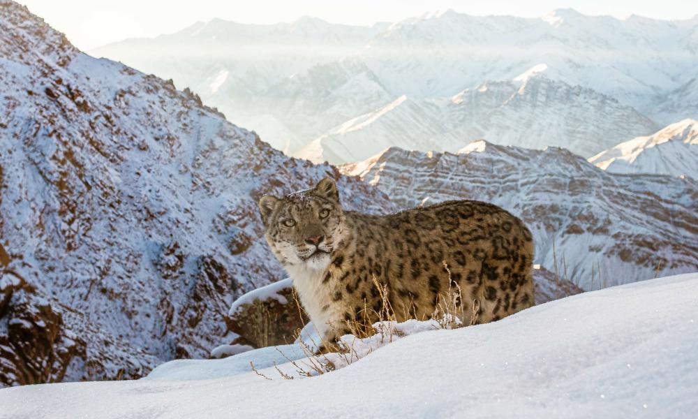 Snow Leopard camera trap