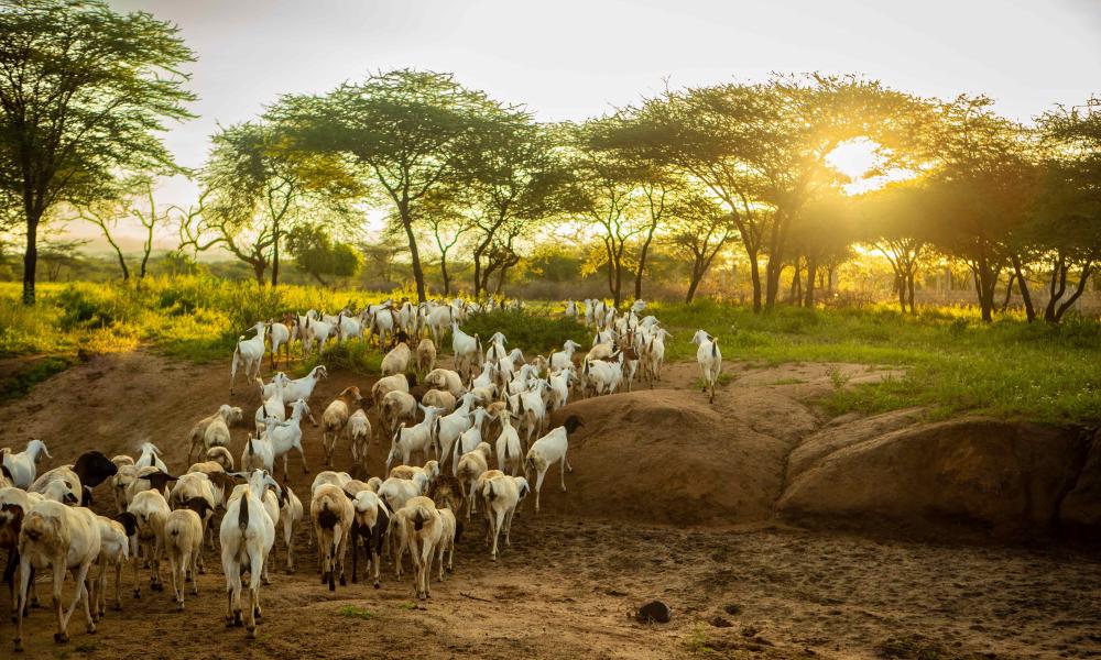 Goats leave their boma for grazing in the morning. Longido, Arusha, Tanzania.