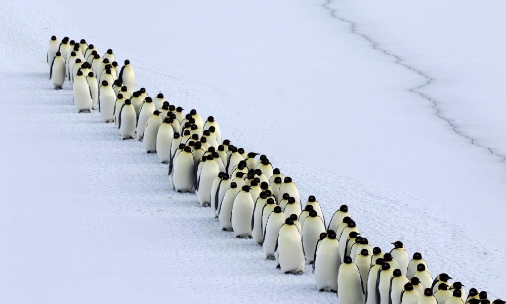 Emperor penguin mass arrival for breeding