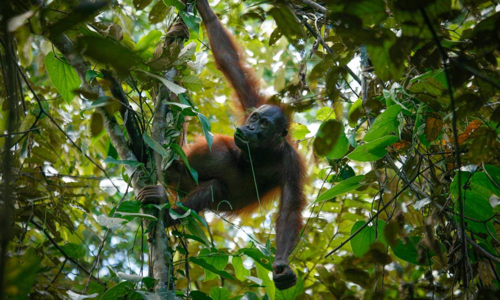 Bornean Orangutan
