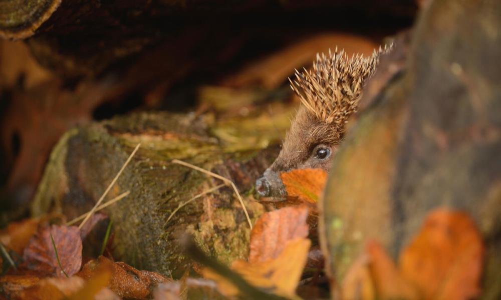 Adult hedgehog foraging in suitable place to hibernating at dusk