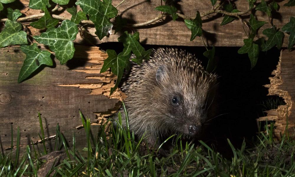 European hedgehog using hole in garden fence to move between gardens, Norfolk, England, UK