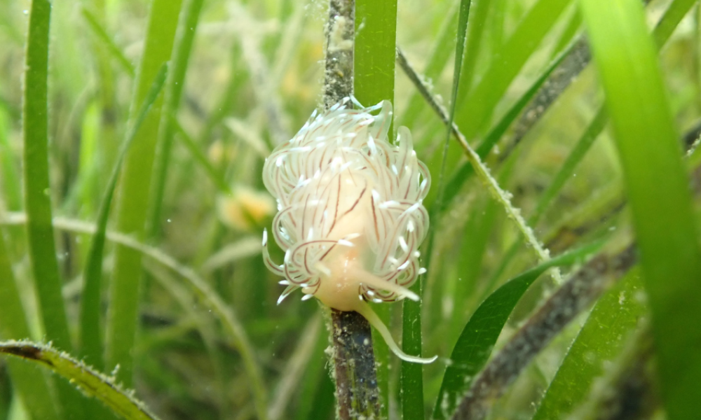 Nudibranch in seagrass meadow, Orkney, Scotland