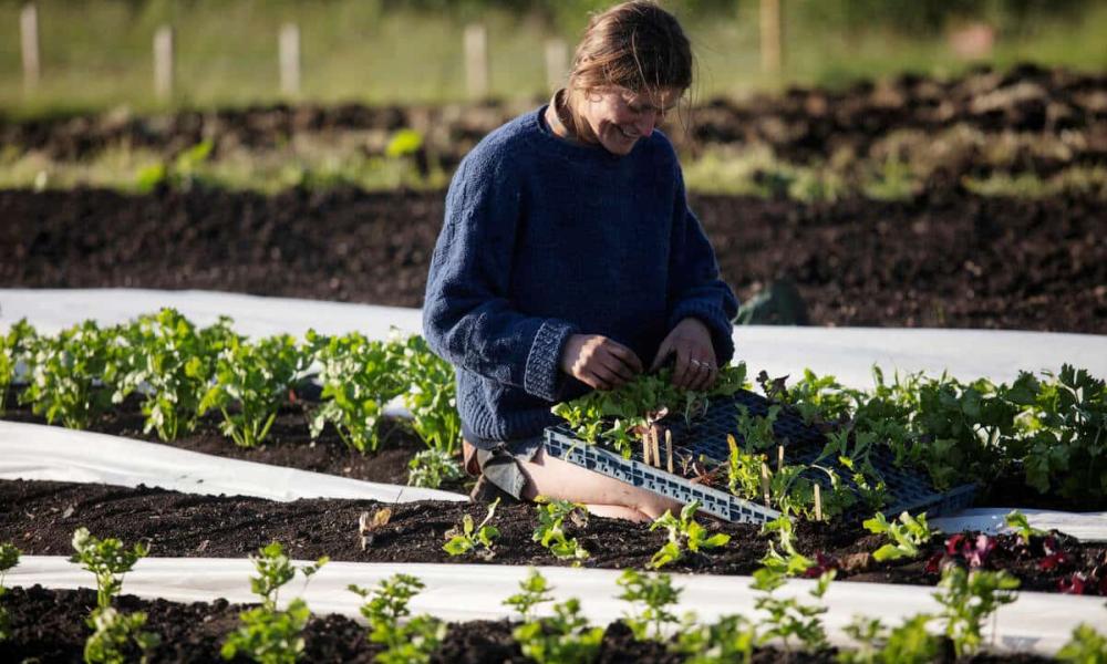 Kirstin tending to salad leaves, Little Trochry, Scotland