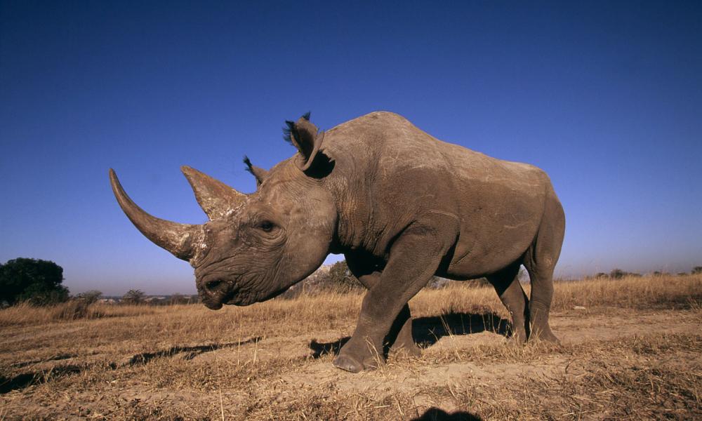 Black Rhino Africa