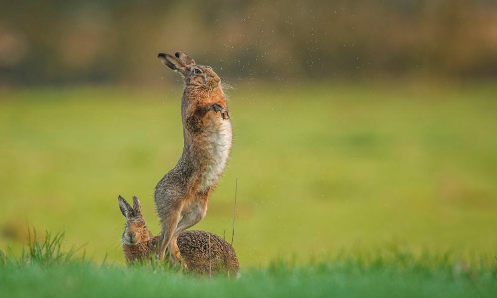 A female brown hare (Lepus europaeus) avoids the amorous advances of an eager male, Derbyshire, UK