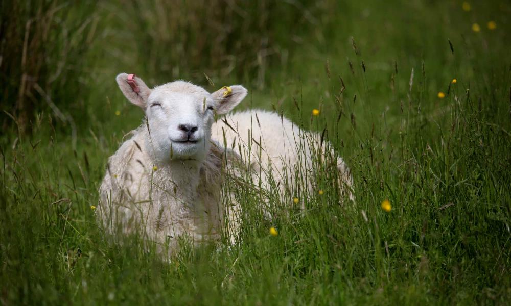 Sheep on Middleton Croft, Scotland
