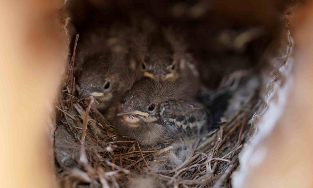 Pied wagtail chick at Little Trochry farm, Scotland