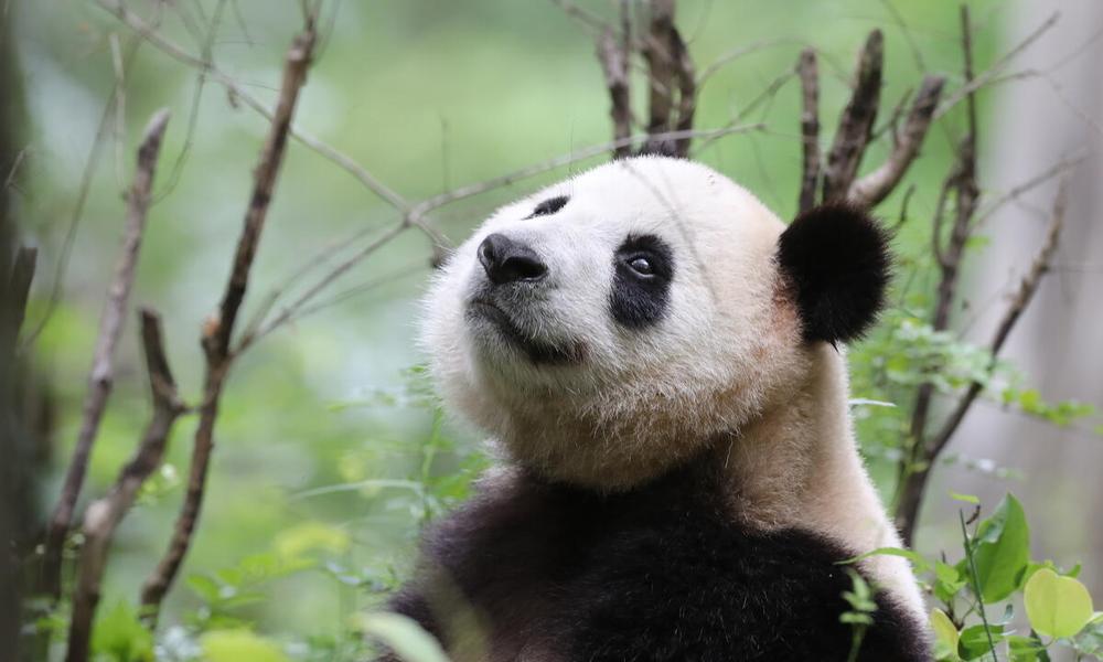 Wild giant panda in Foping country, Qinling Mountains, China