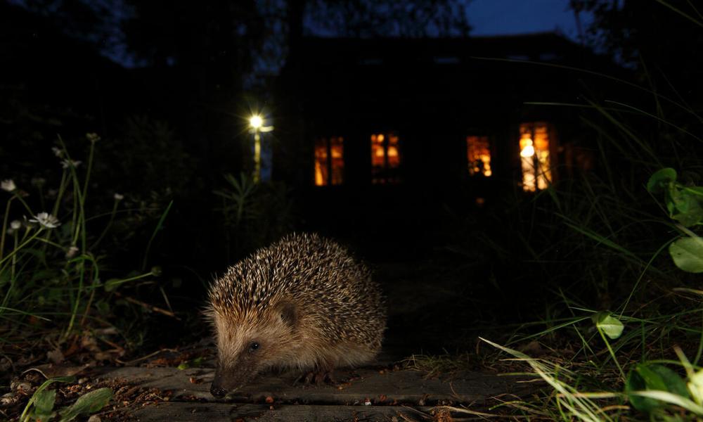European hedgehog in garden at night with house behind
