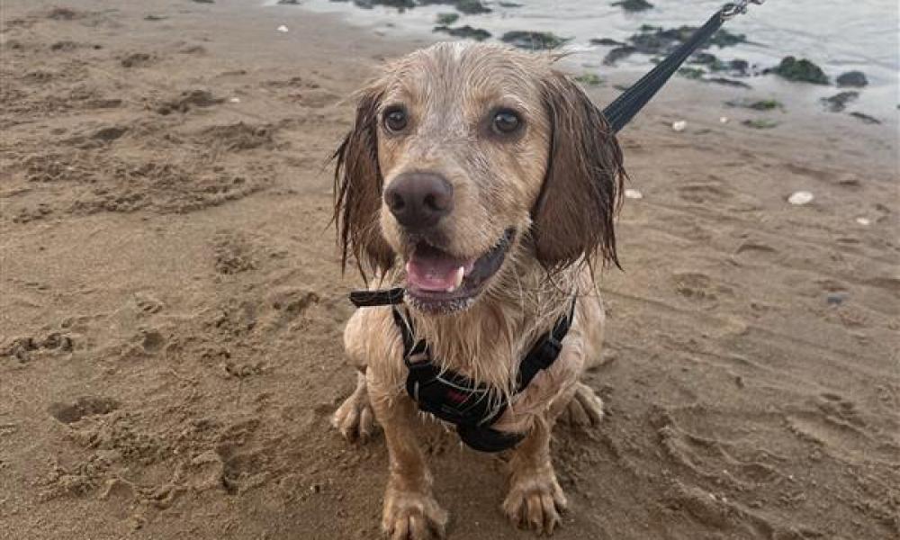 Beige dog on lead on the beach