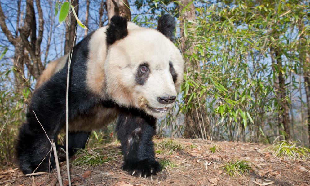 Giant Panda (Ailuropoda melanoleuca) young male, Qinling Mountains, China
