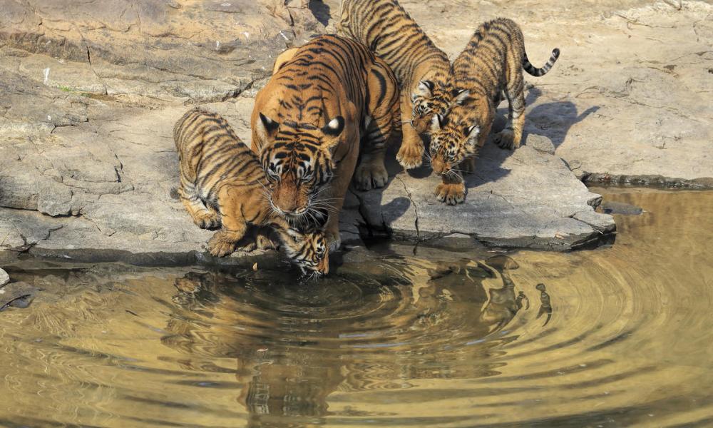 Tigress and three cubs drinking from a river
