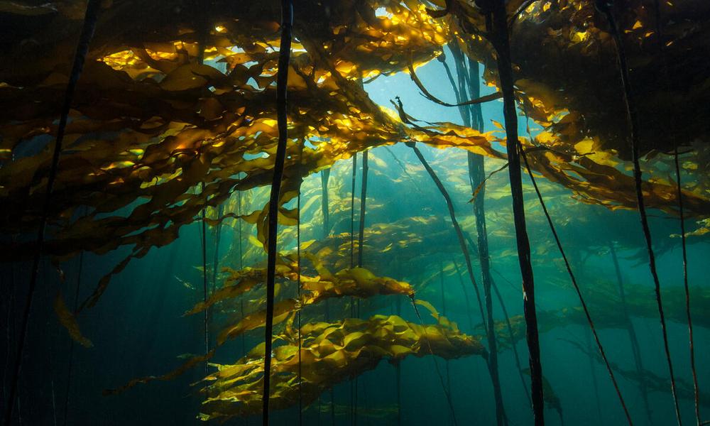 Scenic view of a bull kelp forest Canada