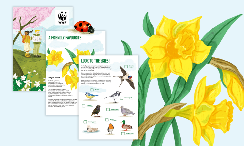 A preview of Spring in Nature pack pages. Titles read, 'A friendly favourite' and 'Look to the skies!'. Illustrations include daffodils, a ladybird and birds.