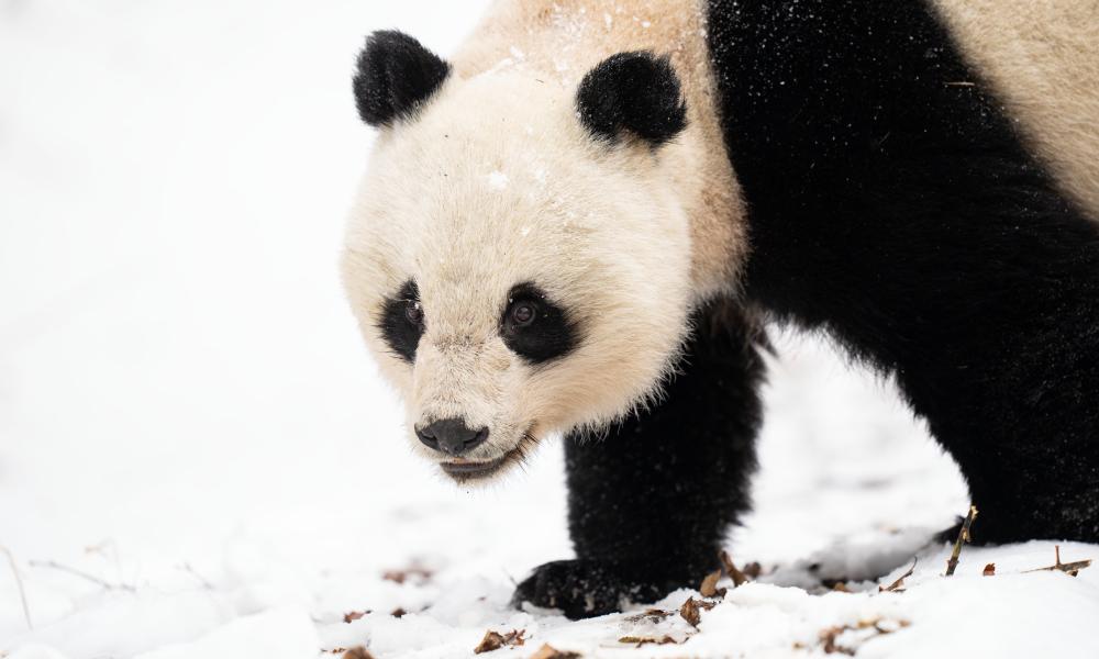 Wild Giant Panda (Ailuropoda melanoleuca), female, in Giant Panda National Park, Sichuan, China