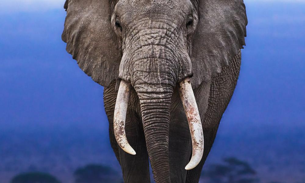 african elephant african elephant