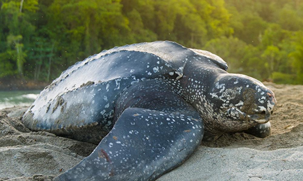 Leatherback turtle Leatherback turtle