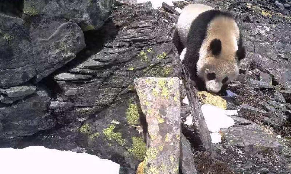 Camera trap image of a panda walking down a steep rocky slope