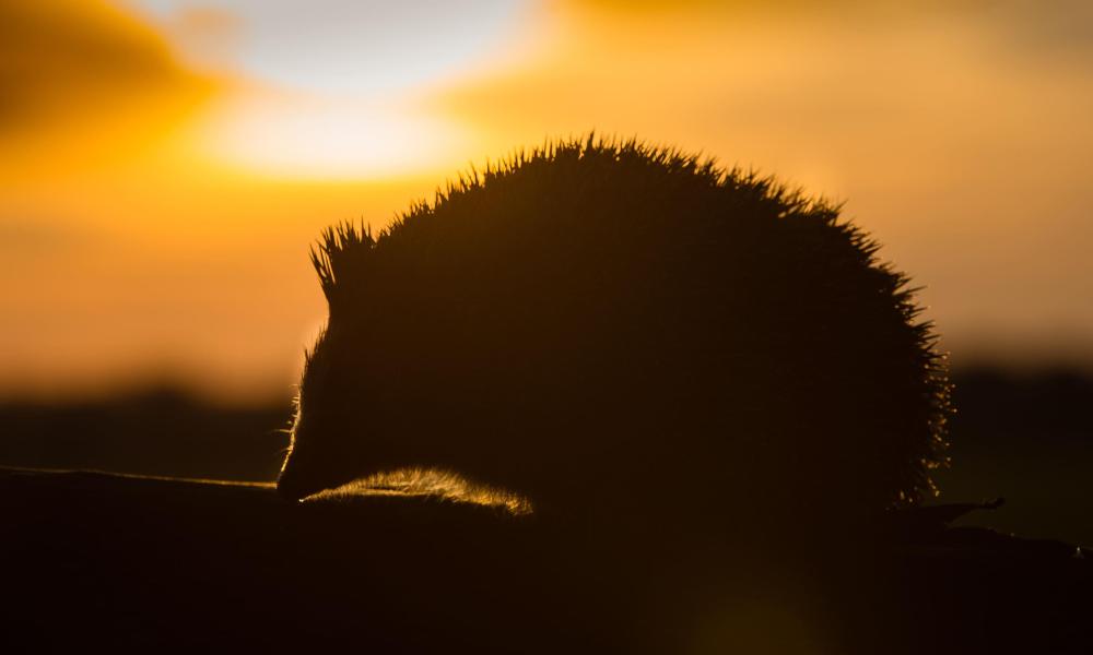 Silhouette of a hedgehog during dusk