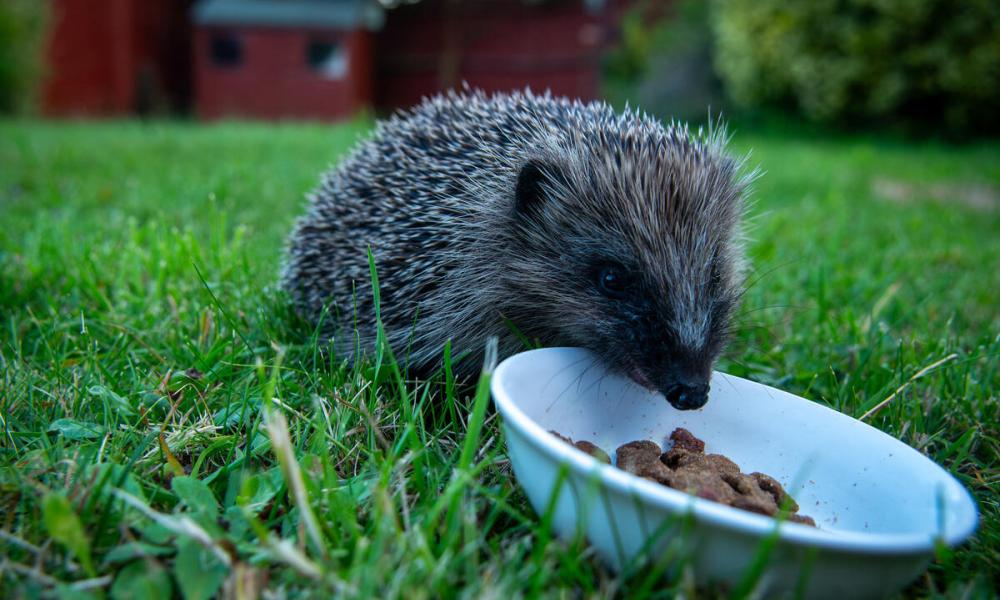 A wild European hedgehog (Erinaceus europaeus) enjoys some dry meaty cat biscuits in a suburban garden in West Berkshire
