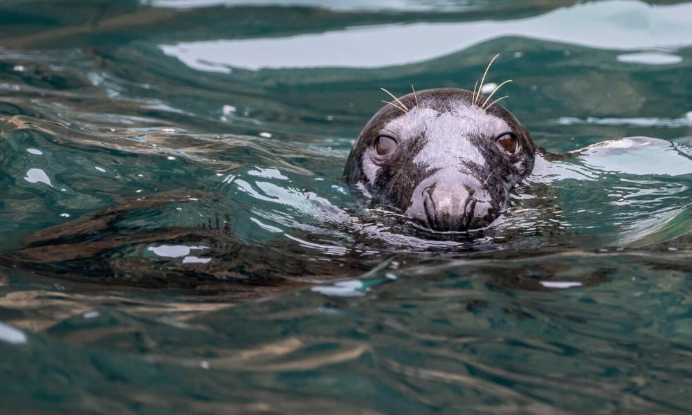 A grey seal (Halichoerus grypus) swims in the water at Câr-Y-Môr Seaweed farm in St Davids, Pembrokeshire, Wales.