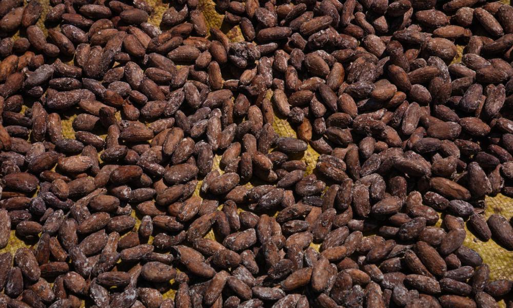 Coffee production made by the Paiter Suruí people inside the Sete de Setembro Indigenous Land. The whole process is pesticide free and integrated with the conservation of the forest. Rondônia, Amazon