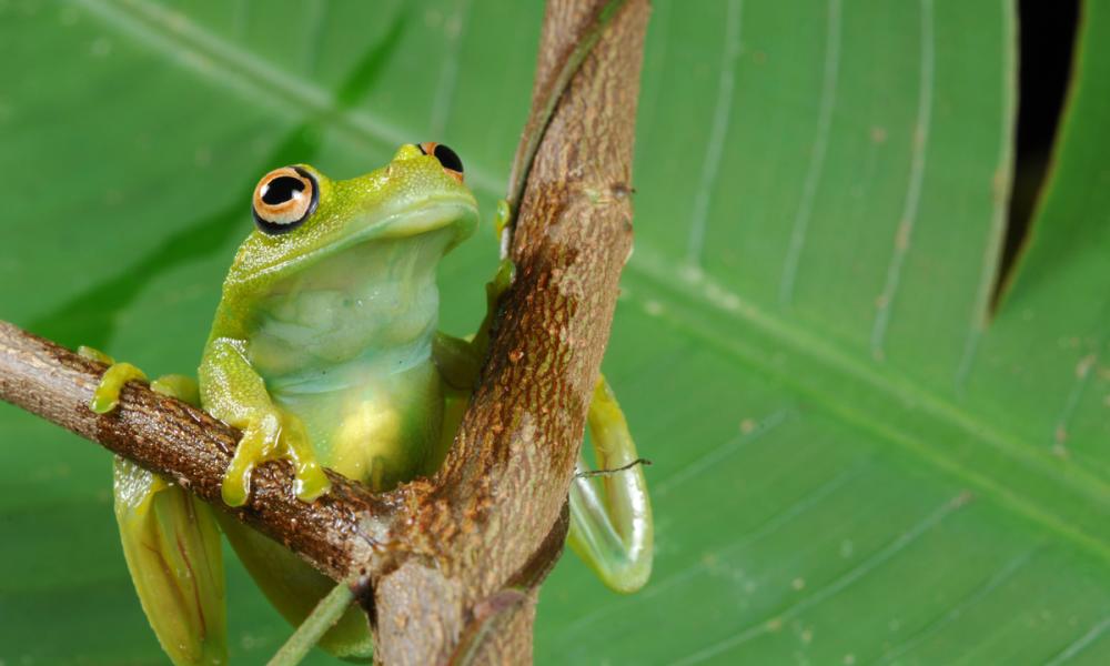 Frog (Hyla granosa) found in Terra do Meio, Amazon, Brazil.