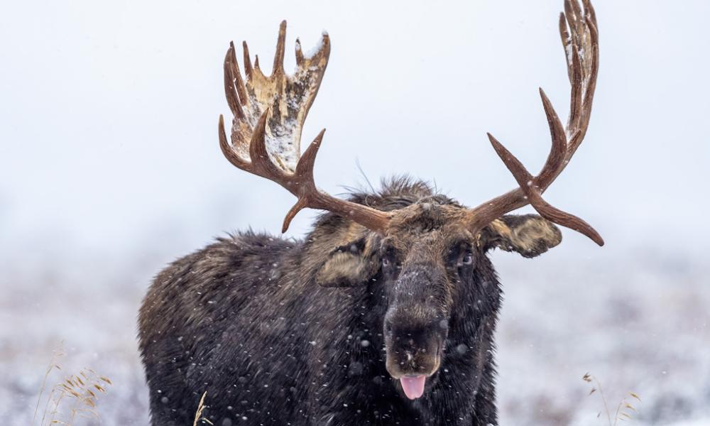 poodunnit3-moose-didyouknow.jpg
