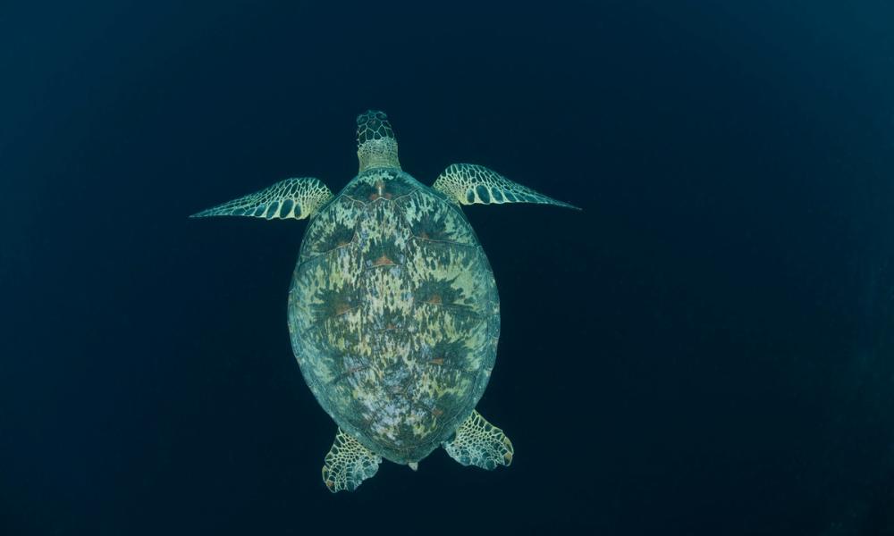 Green turtle swimming in dark blue waters
