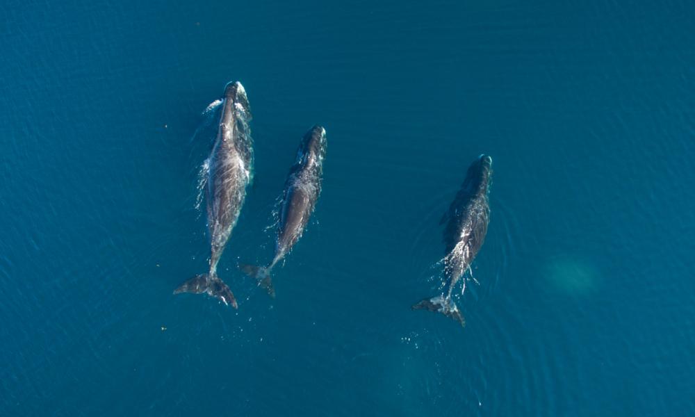 Bowhead whale(s) (Balaena mysticetus) in Cumberland Sound, Nunavut, Canada