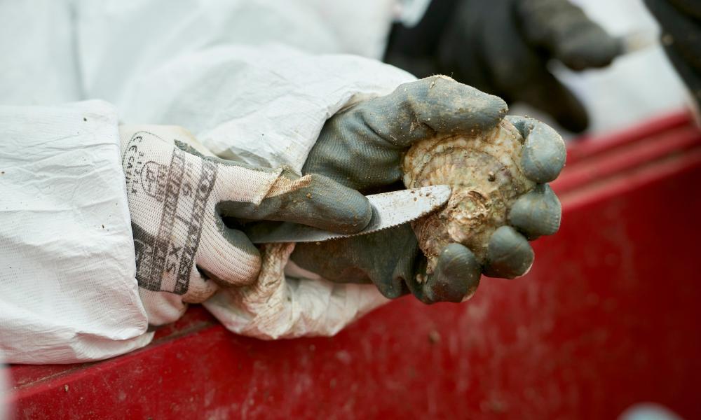 Person cleaning and oyster