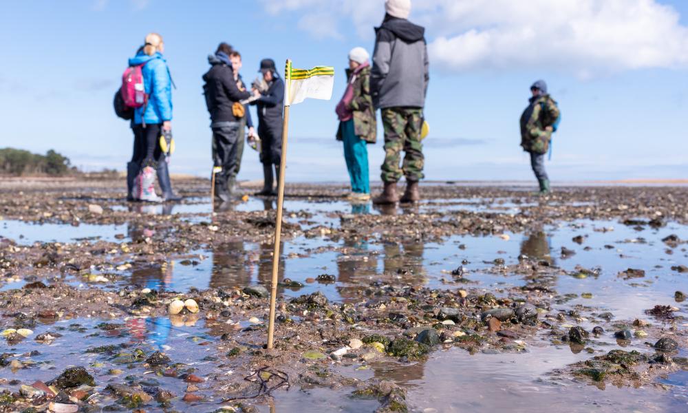A flag in the sand marking a seagrass mapping zone