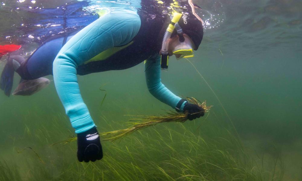 Driver swimming with seagrass